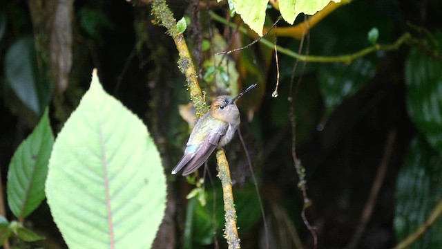 Green-fronted Lancebill - ML614396569