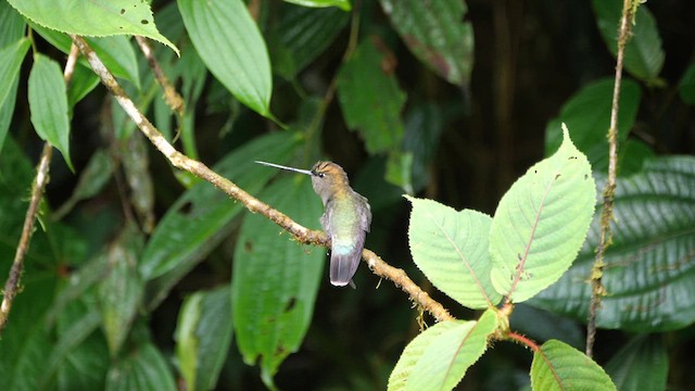 Colibrí Picolanza Mayor - ML614396570