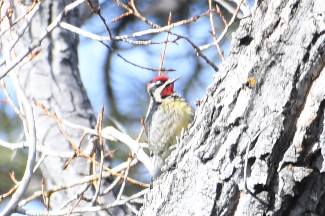 Red-naped Sapsucker - ML614396575