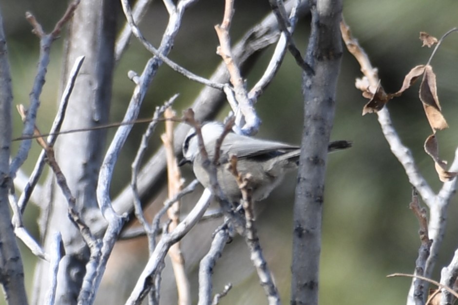 Mountain Chickadee - ML614396583