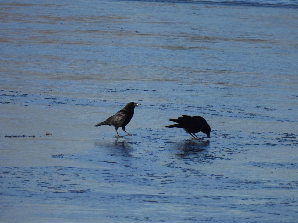 American Crow - ML614396584