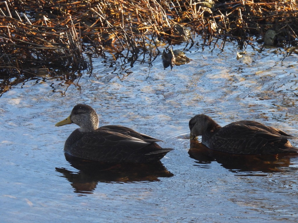 American Black Duck - ML614396594