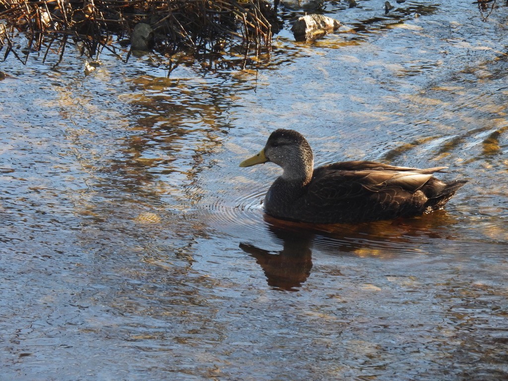 American Black Duck - ML614396599