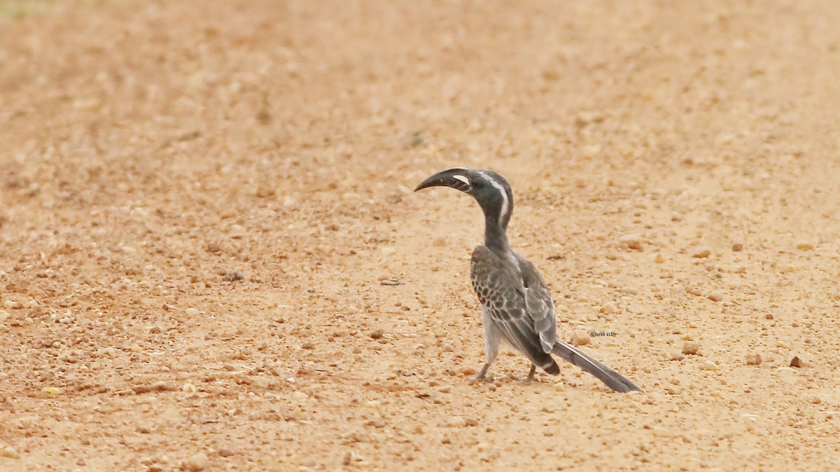 African Gray Hornbill - ML614396605
