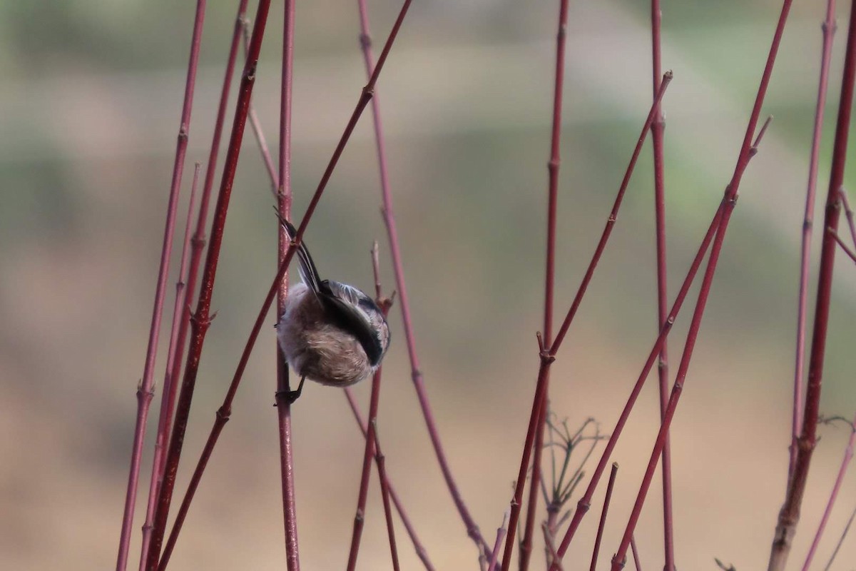 Long-tailed Tit - ML614396696