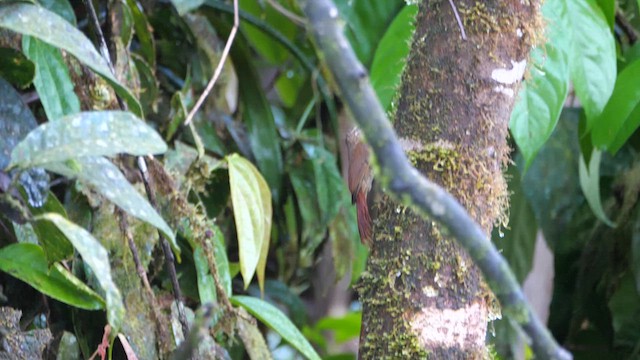 Wedge-billed Woodcreeper - ML614396765