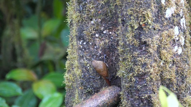 Wedge-billed Woodcreeper - ML614396766