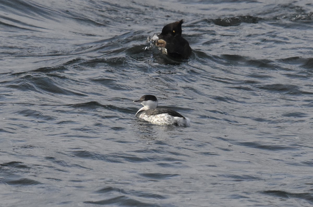 Horned Grebe - ML614396774