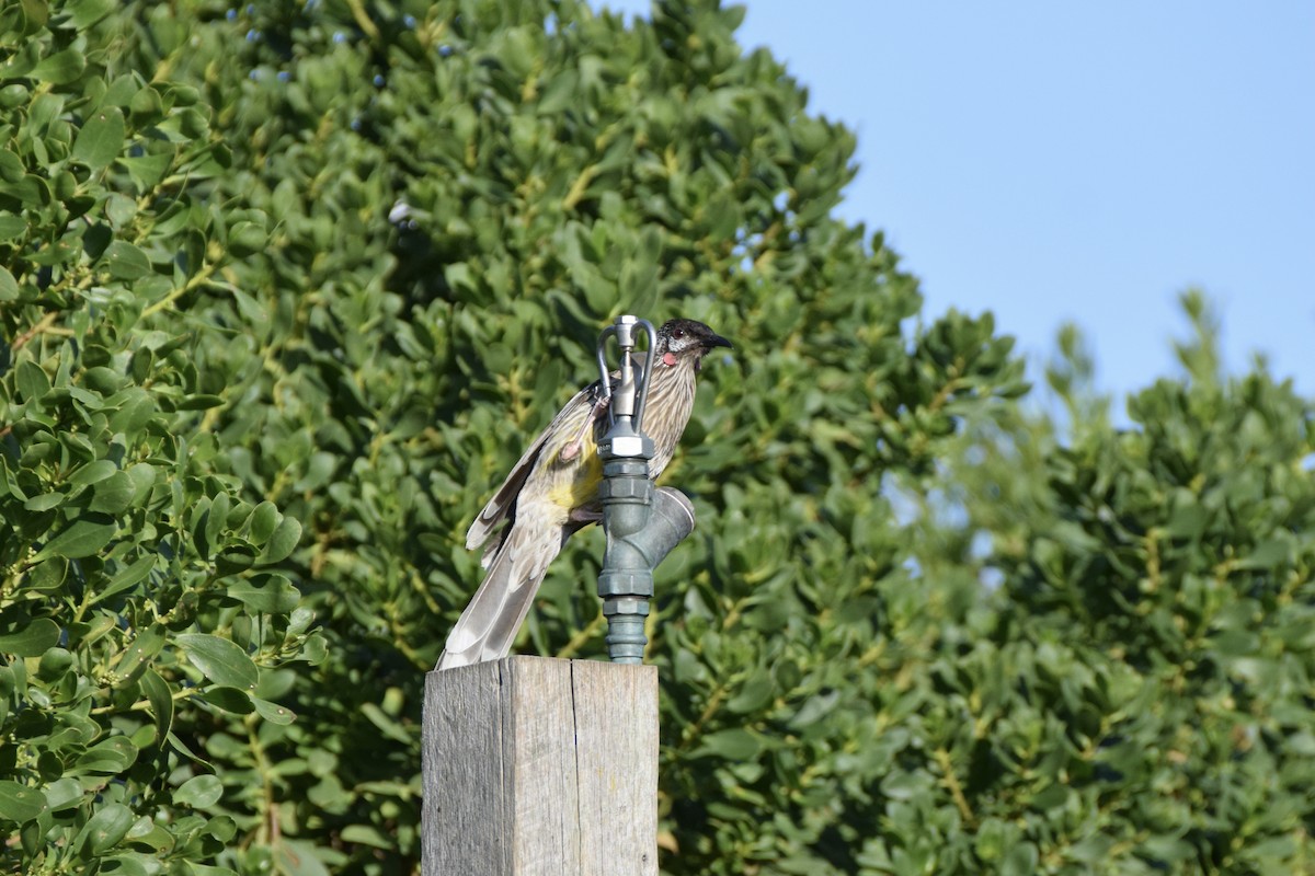 Red Wattlebird - ML614396778