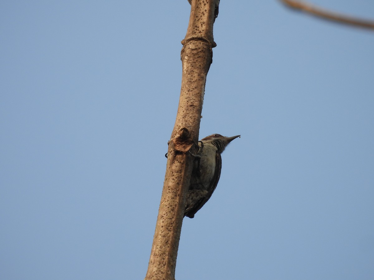 Brown-capped Pygmy Woodpecker - ML614396795