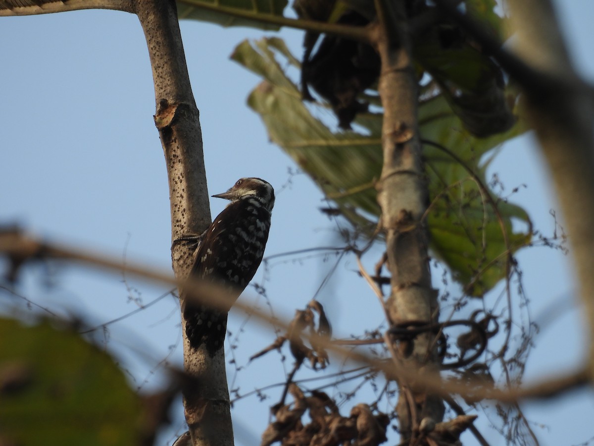 Brown-capped Pygmy Woodpecker - ML614396796