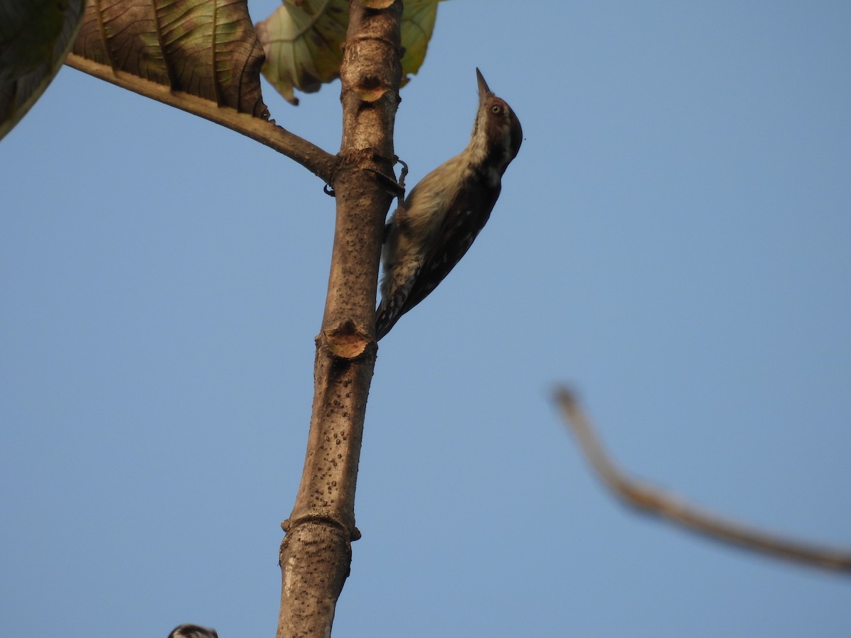 Brown-capped Pygmy Woodpecker - ML614396798