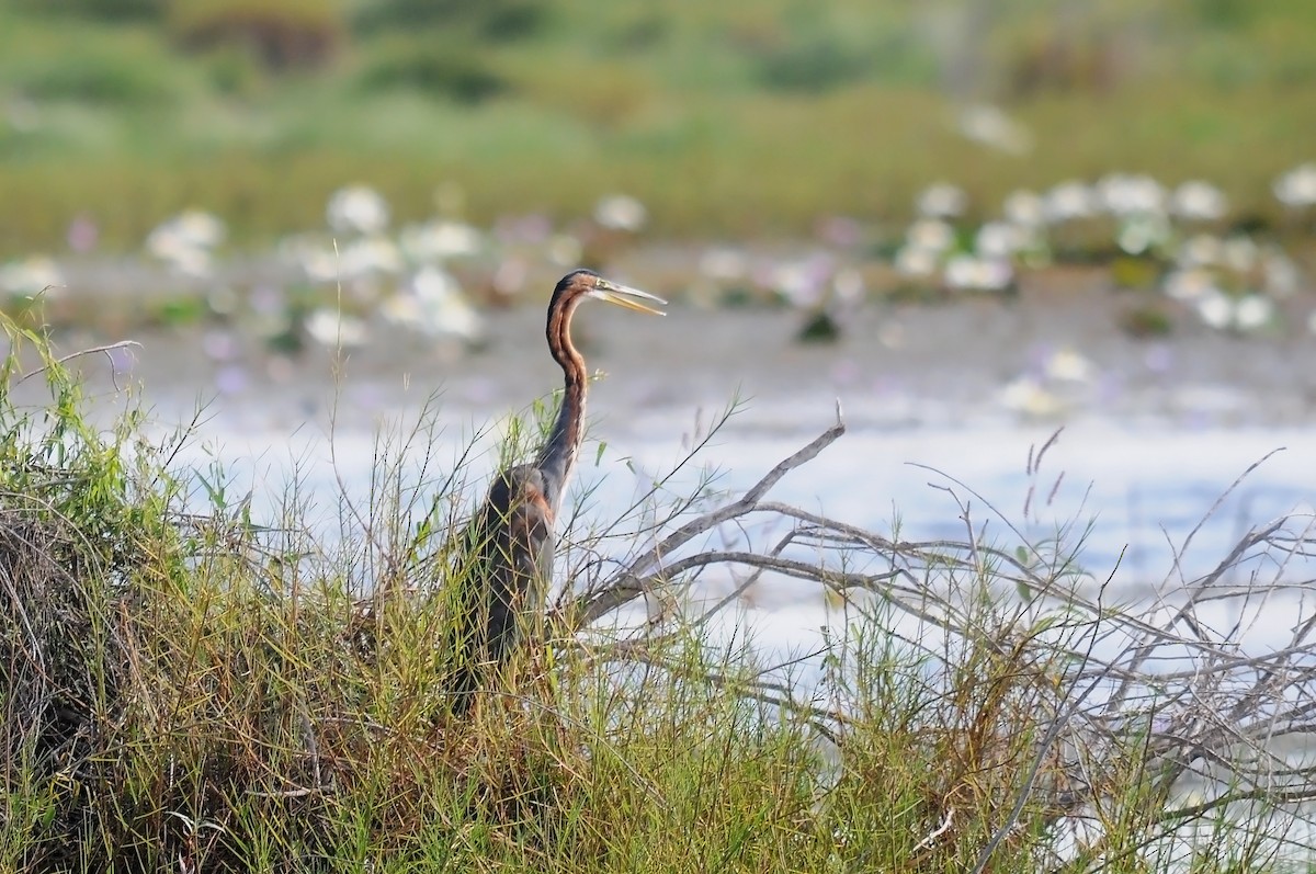 Purple Heron - Augusto Faustino