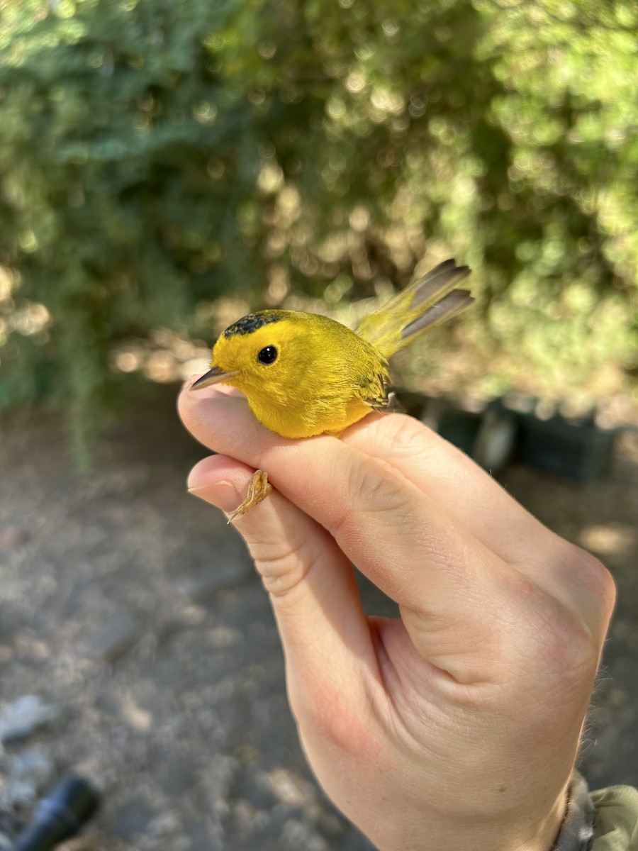 Wilson's Warbler - ML614396829