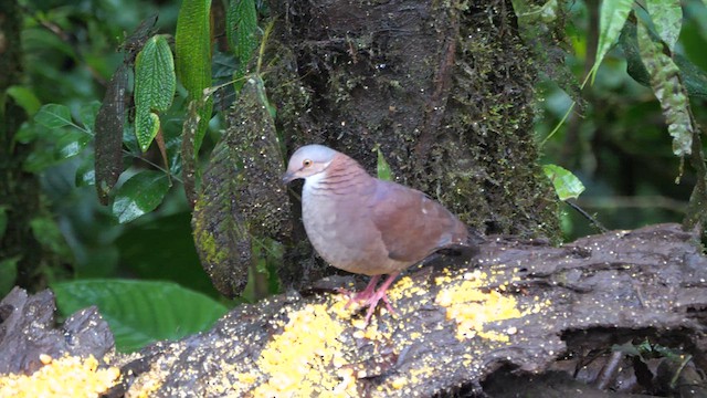 White-throated Quail-Dove - ML614396928