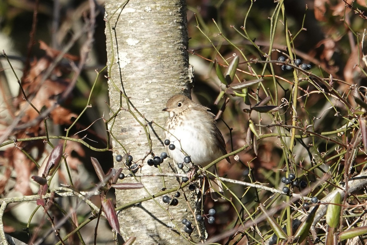 Hermit Thrush - ML614396933