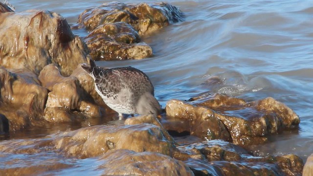 Purple Sandpiper - ML614396972