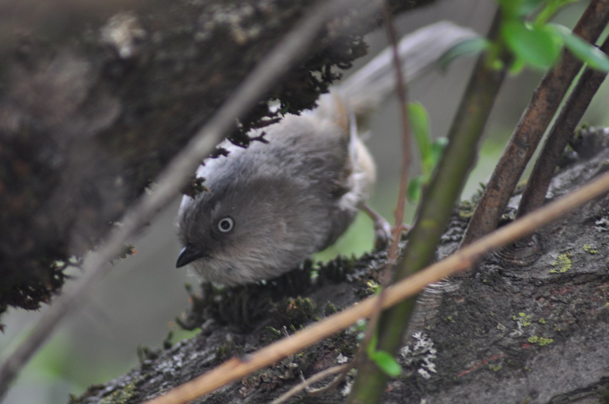 Gray-hooded Fulvetta - ML614397106