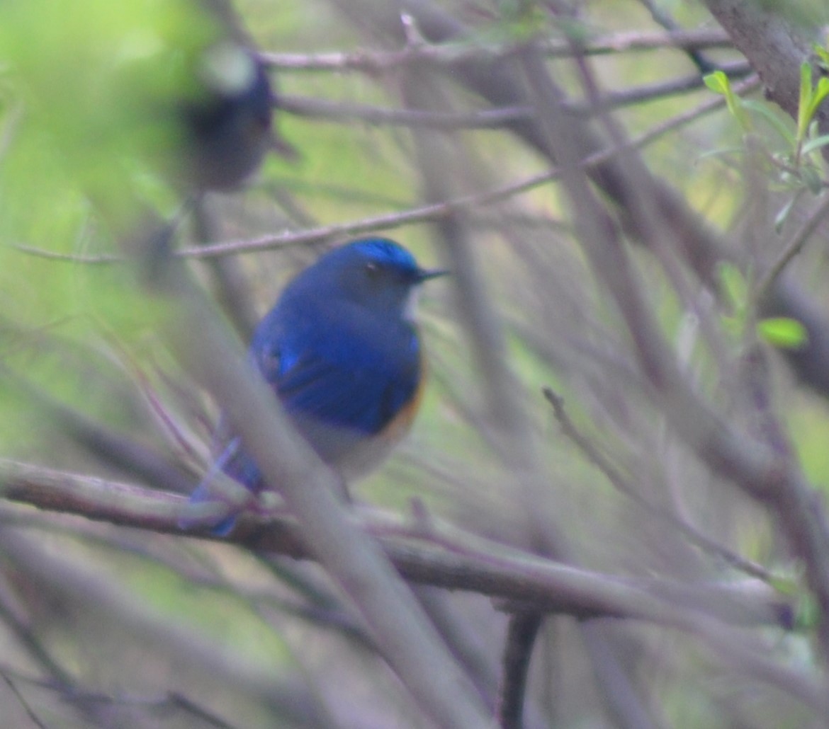 Himalayan Bluetail - ML614397141