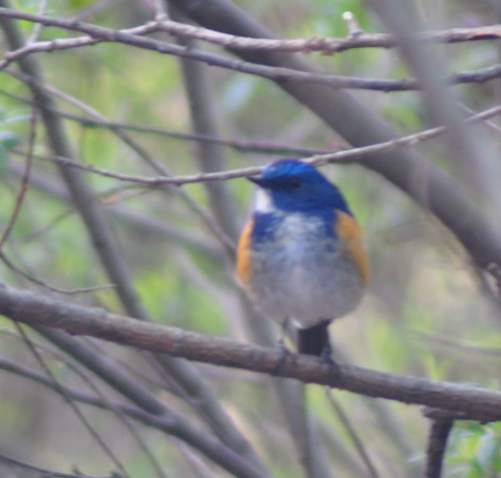 Himalayan Bluetail - ML614397142