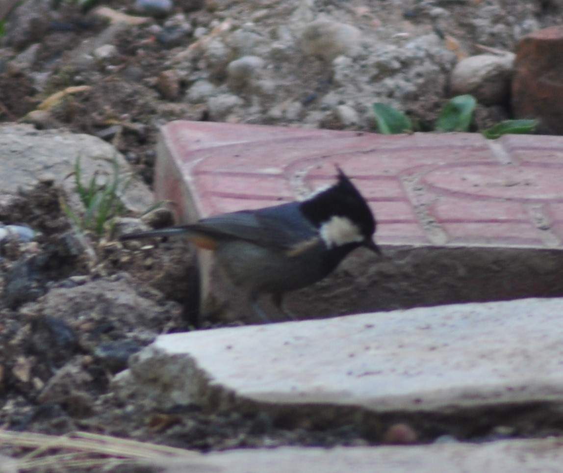 Rufous-vented Tit - Neil Zhang