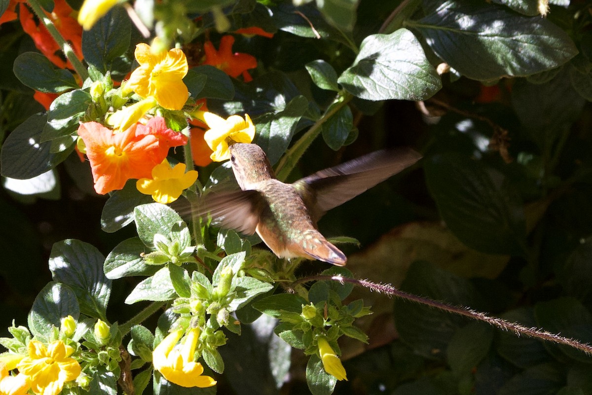 Scintillant Hummingbird - ML614397196