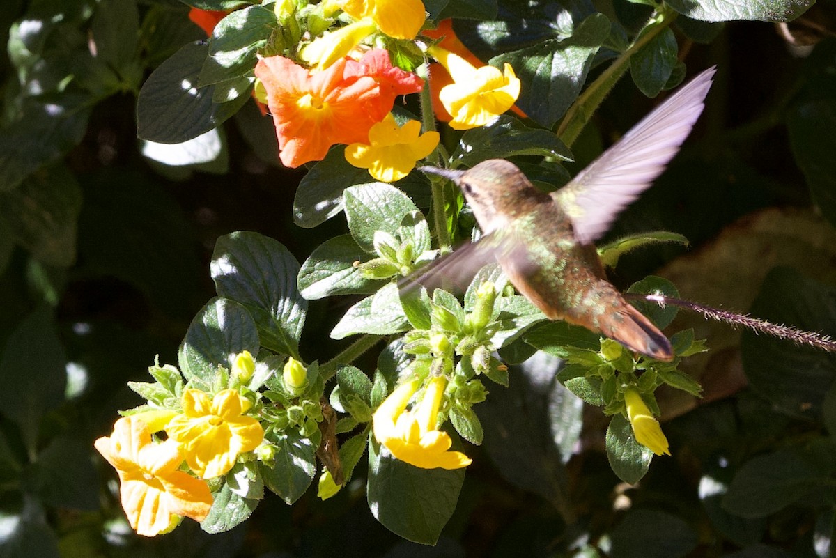 Scintillant Hummingbird - ML614397259