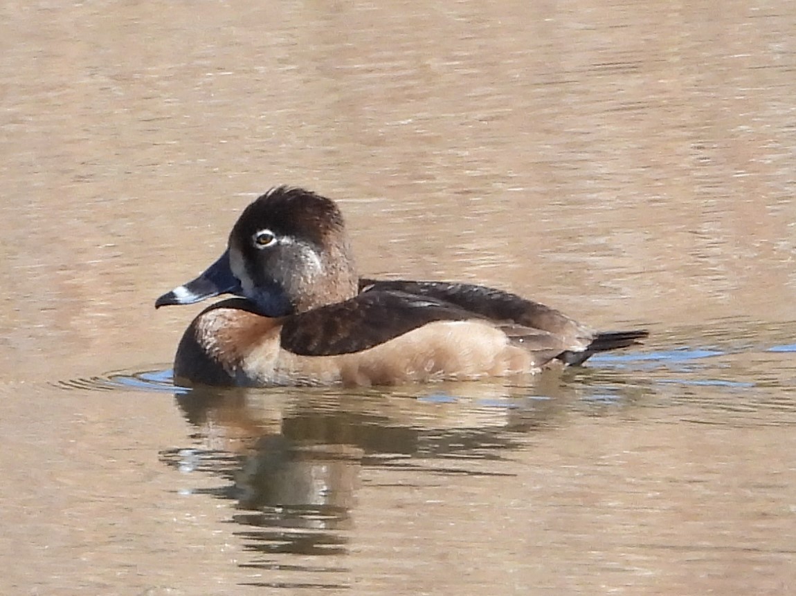 Ring-necked Duck - ML614397291
