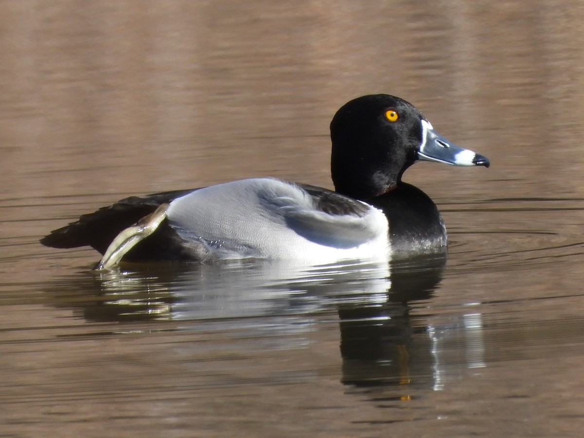 Ring-necked Duck - ML614397292
