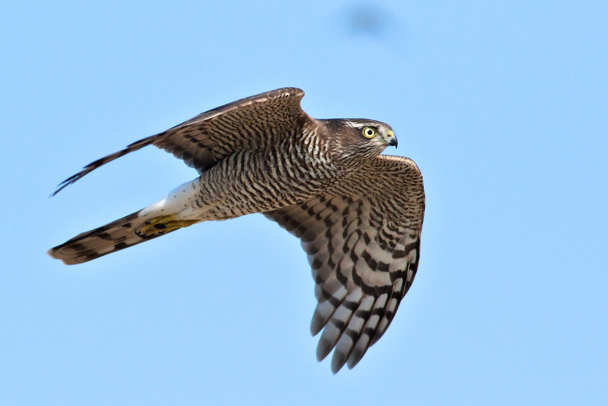 Морин харцага - ML614397308