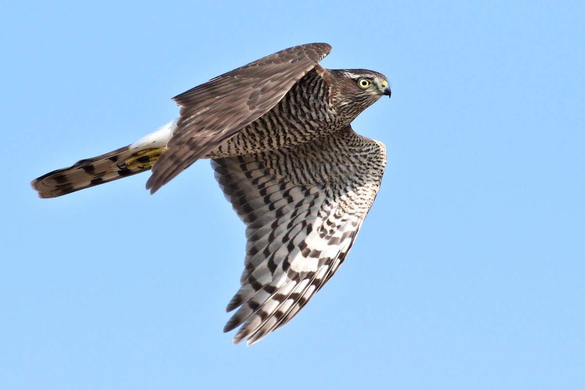 Морин харцага - ML614397309