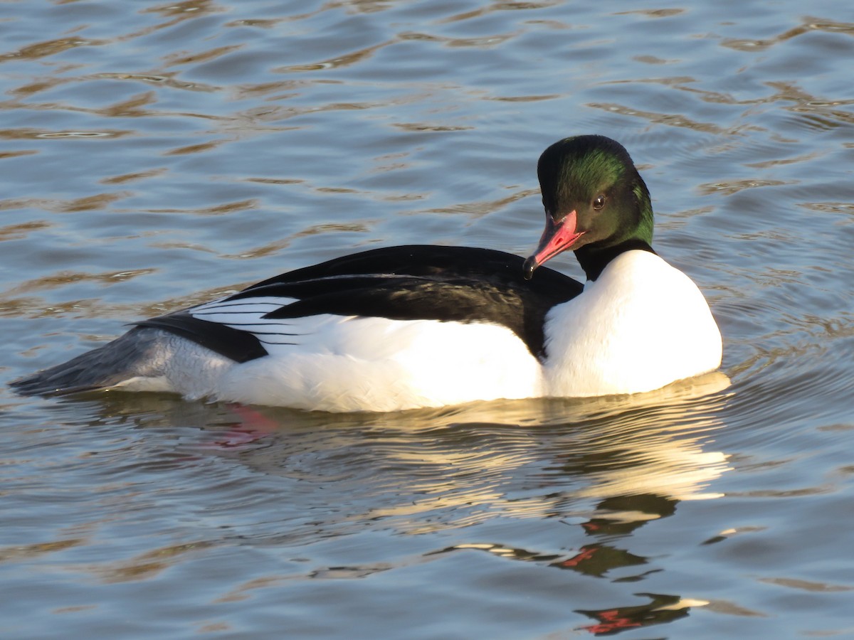 Common Merganser - ML614397362