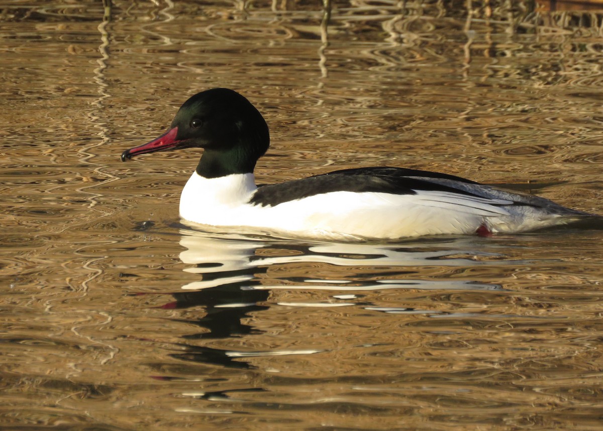 Common Merganser - ML614397364