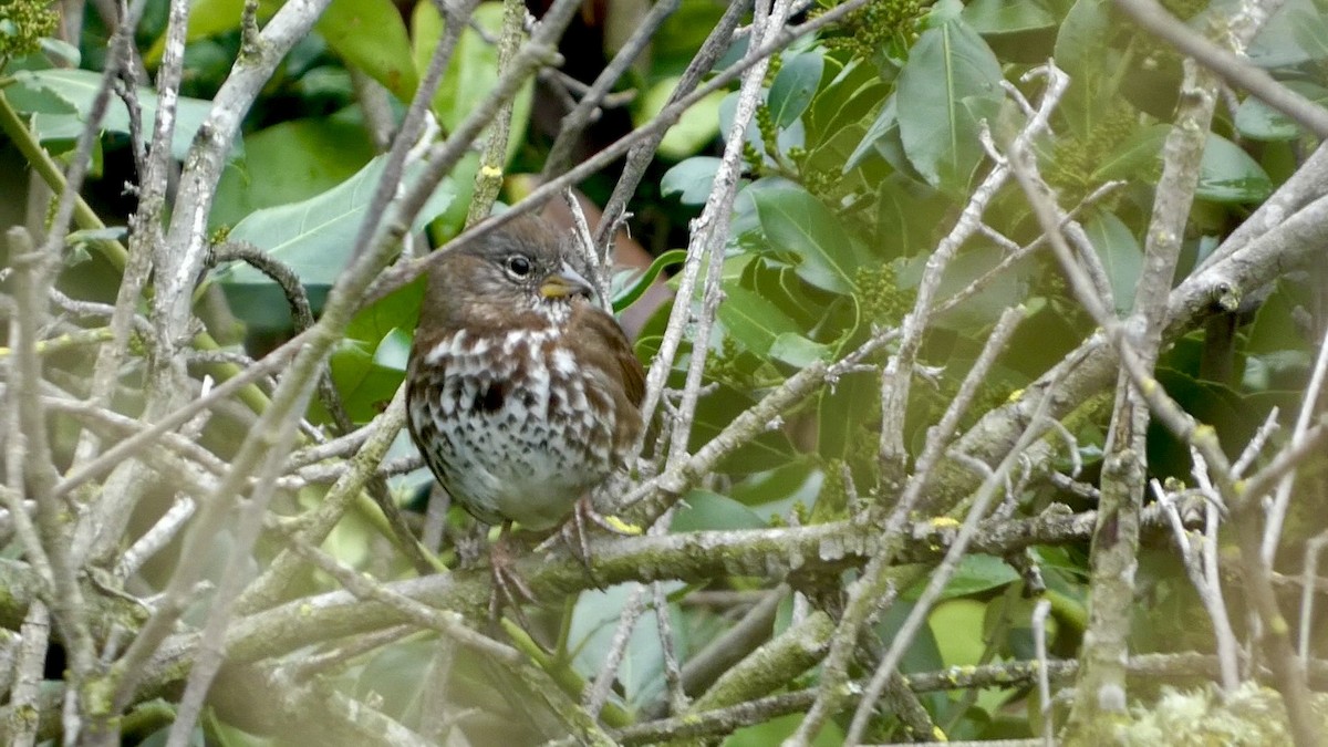 Fox Sparrow - ML614397394