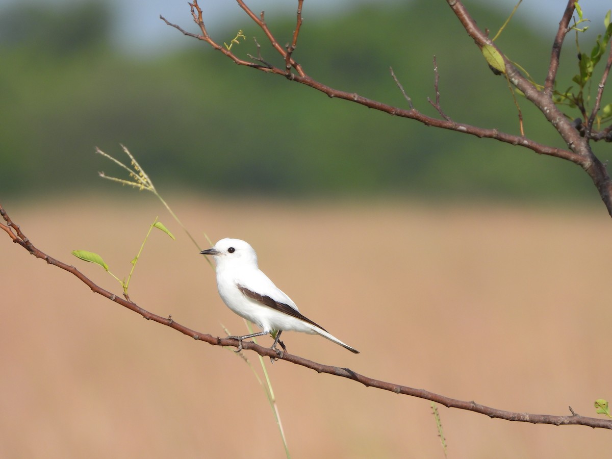 White Monjita - Haydee Huwel