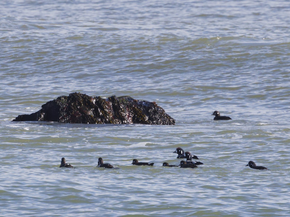 Harlequin Duck - ML614397531