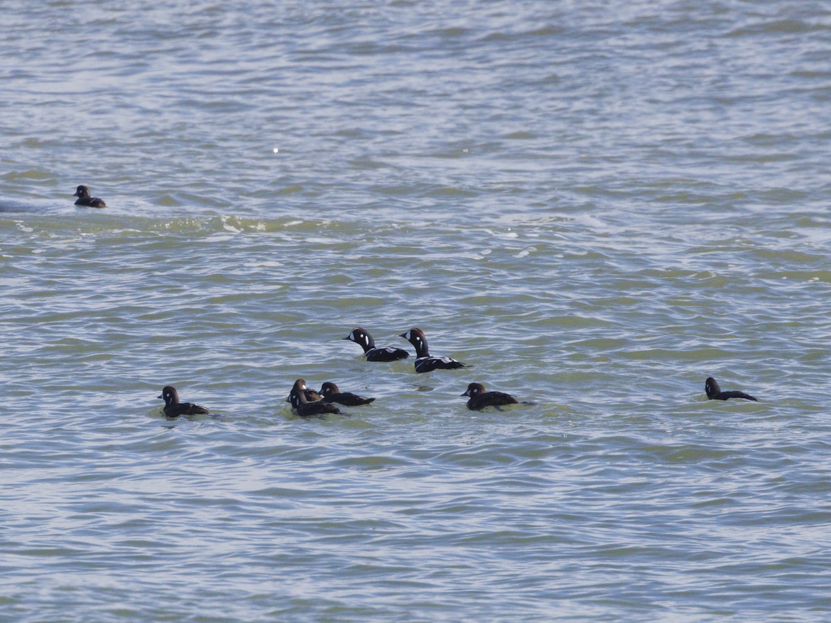 Harlequin Duck - ML614397548