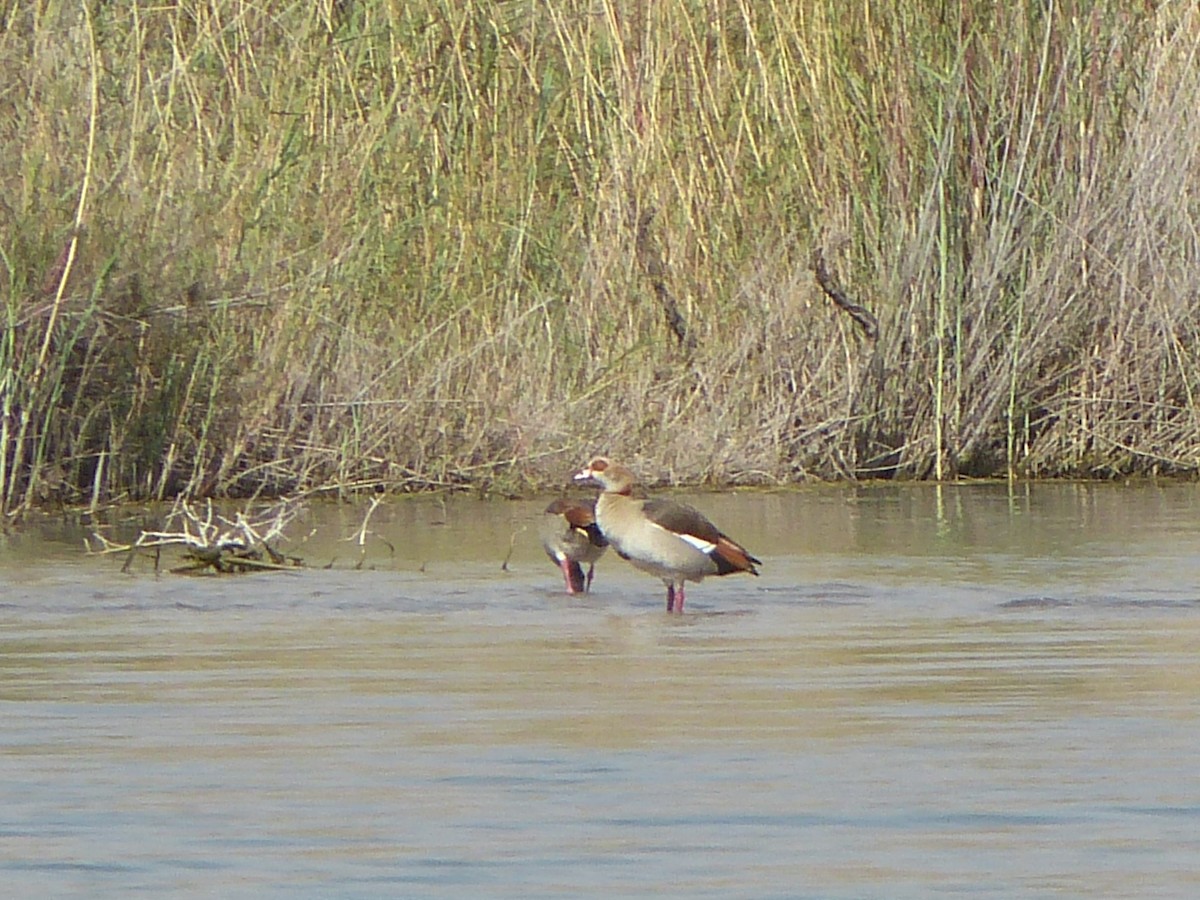 Egyptian Goose - ML614397602