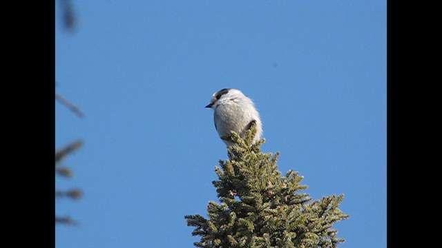 Canada Jay - ML614397603