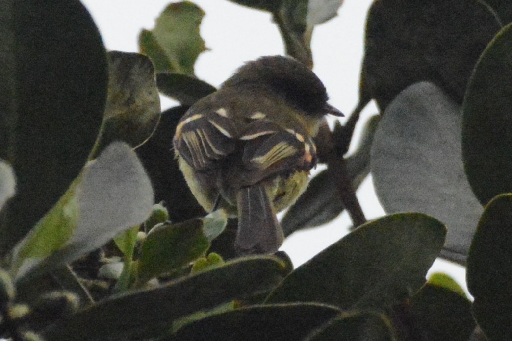 Orange-banded Flycatcher - ML614397791