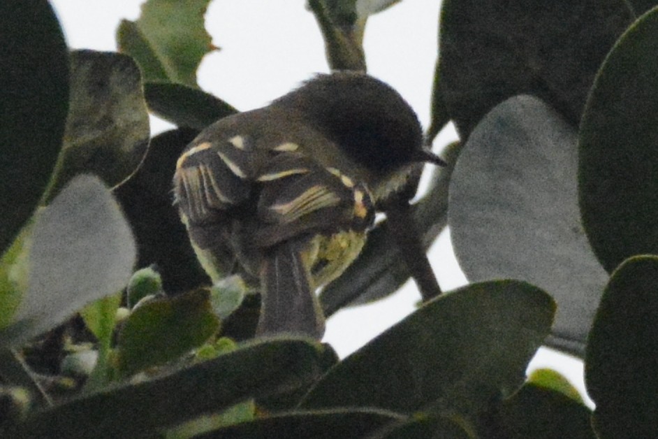 Orange-banded Flycatcher - ML614397792