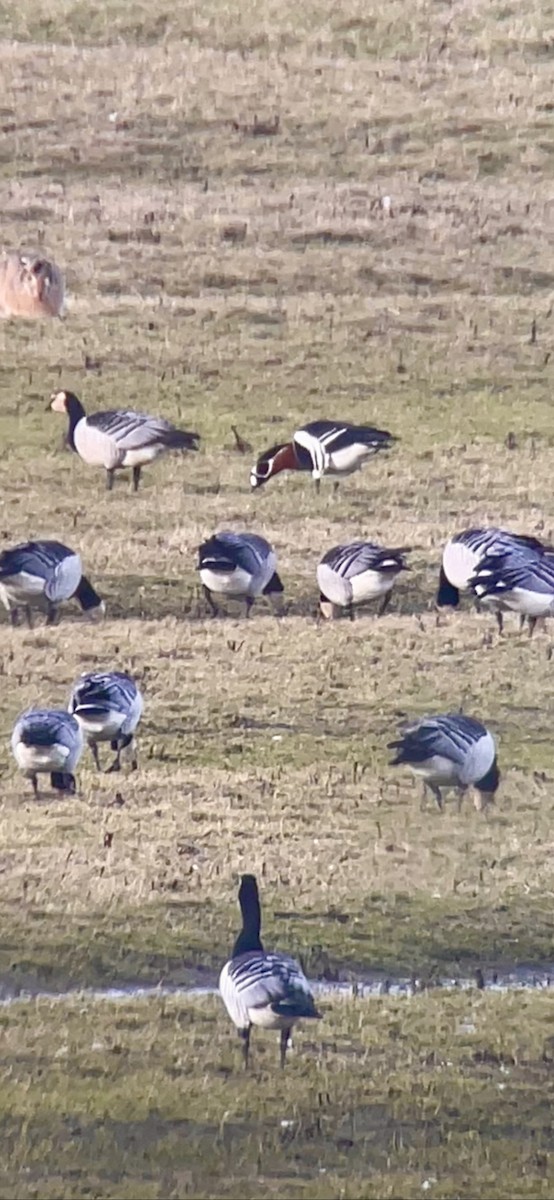 Red-breasted Goose - ML614397812