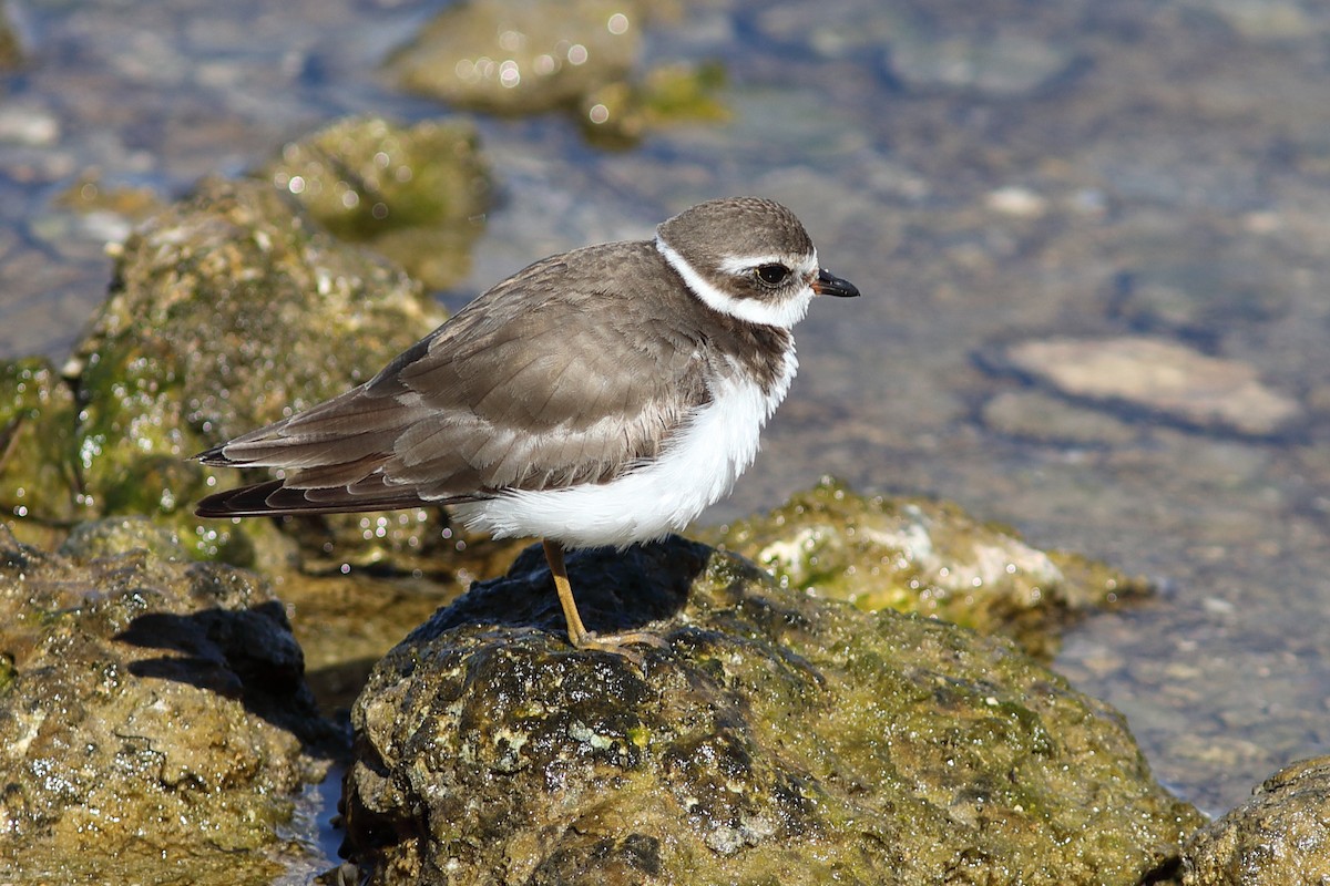 Semipalmated Plover - ML614397879