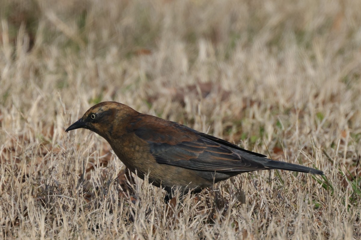 Rusty Blackbird - ML614397906