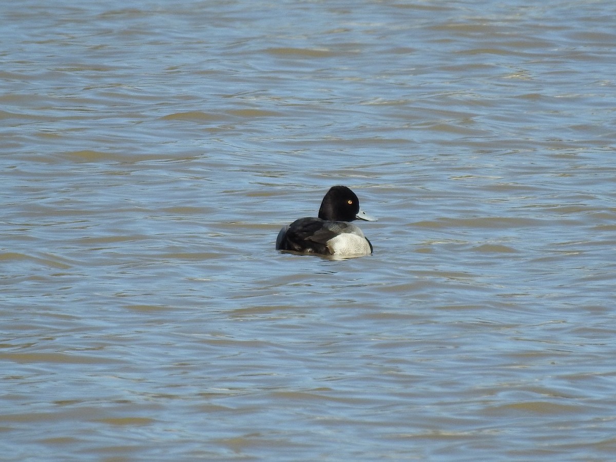 Lesser Scaup - ML614397951