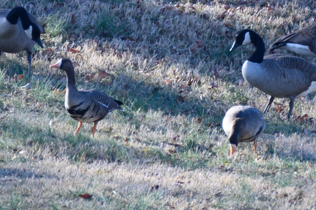Greater White-fronted Goose - ML614397974