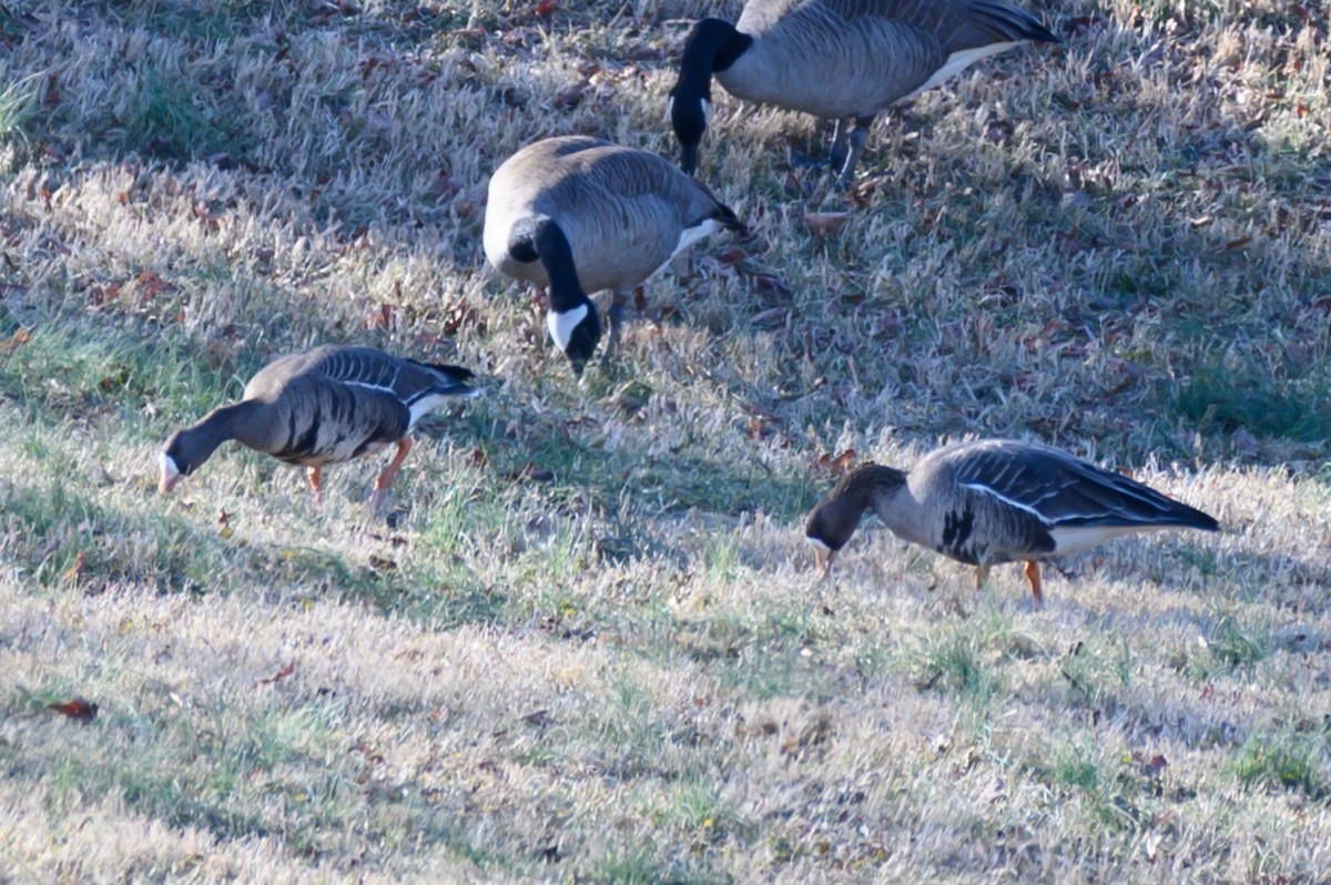 Greater White-fronted Goose - ML614397975