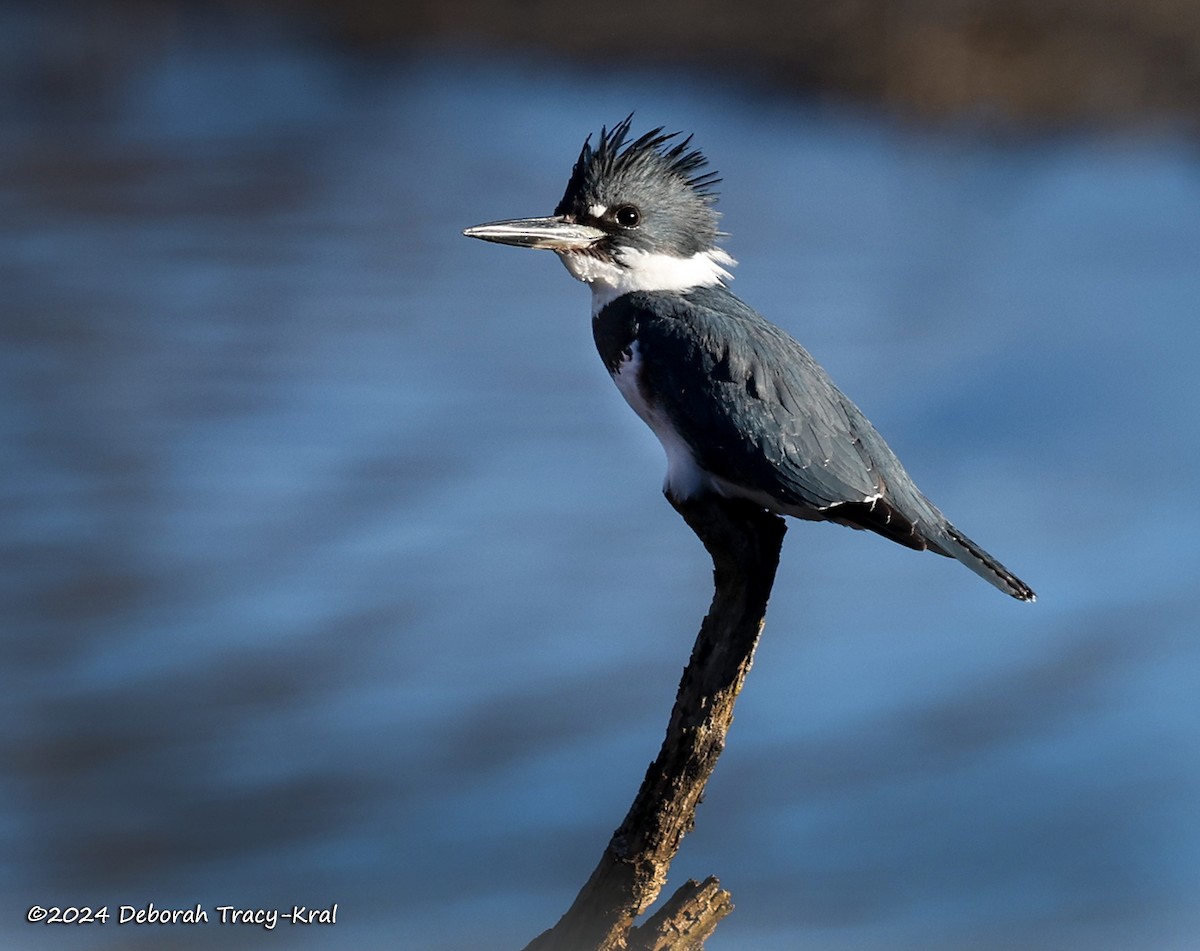 Belted Kingfisher - ML614397999