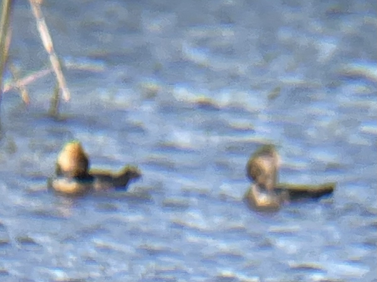 Hooded Merganser - ML614398007