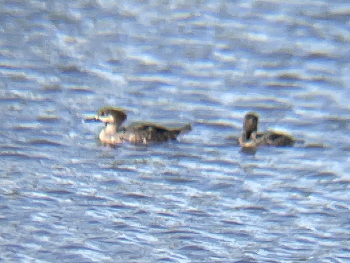 Hooded Merganser - ML614398008